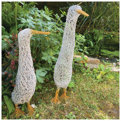 Runner Ducks